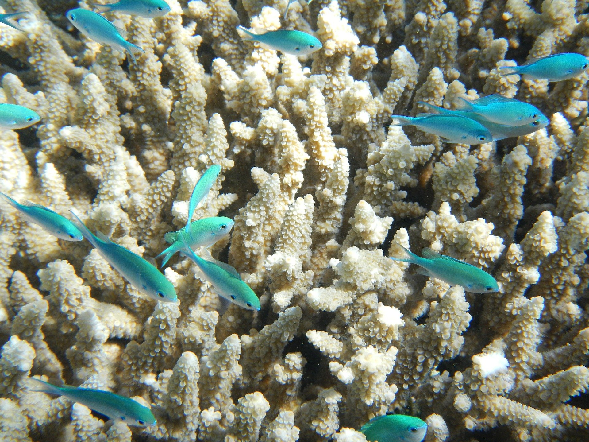 snorkling-fish